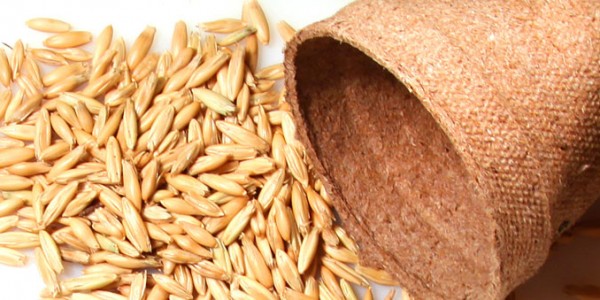 Çim Tohumları
