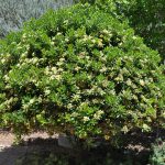 Pittosporum tobira